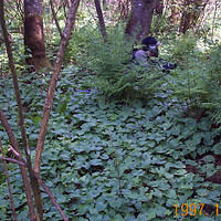 DCP00242